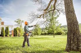 Best Tree Health Inspection  in Houghton, NY